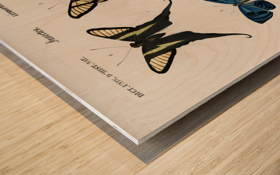 Different types of wasps Wood print