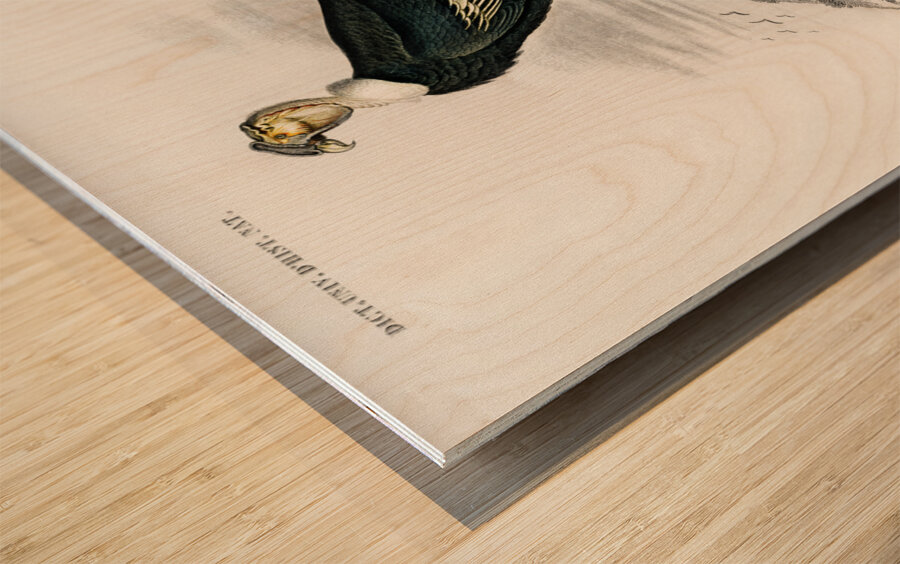 Different types of wasps Wood print