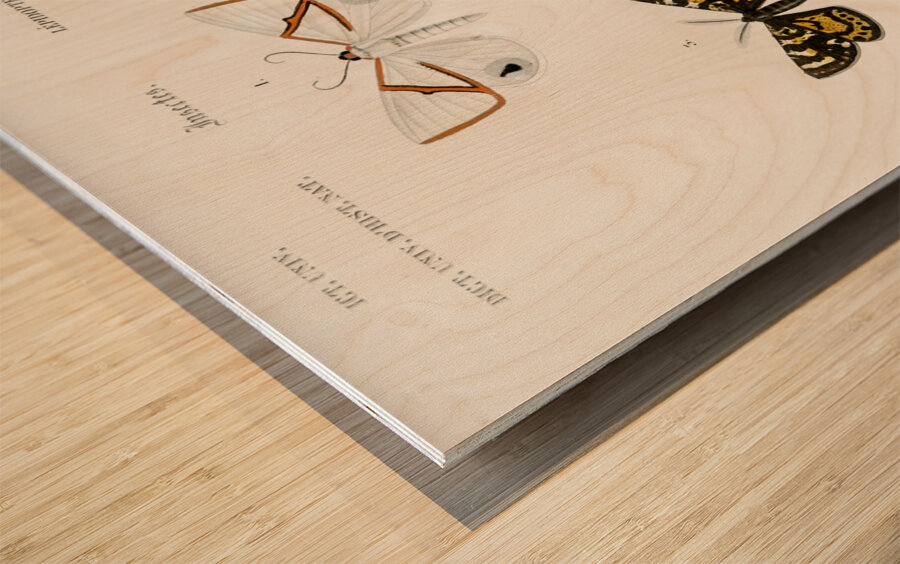 Collection of moths Wood print