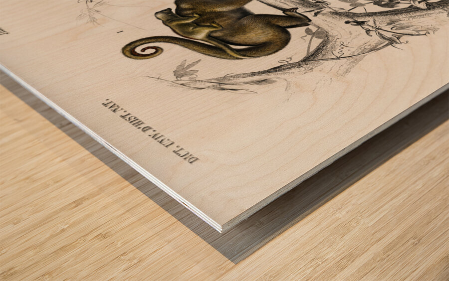 Pygmy anteater Cyclopes didactylus and Giant anteater Myrmecophaga tridactyla Wood print