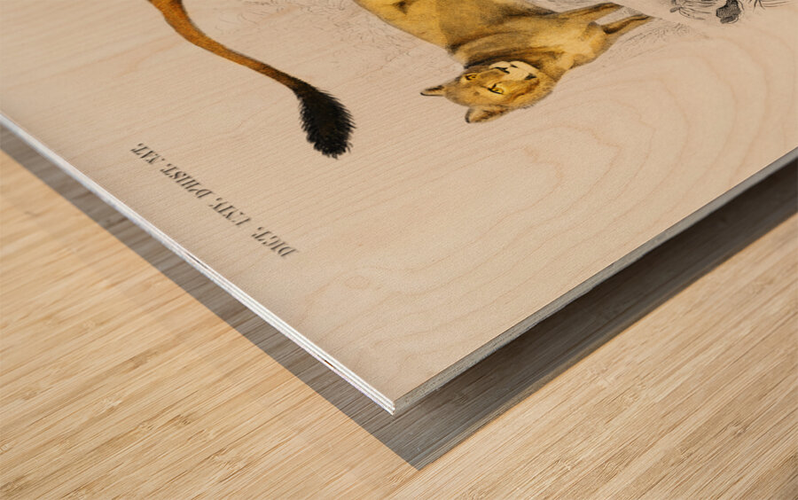 Lion Panthera Leo Wood print