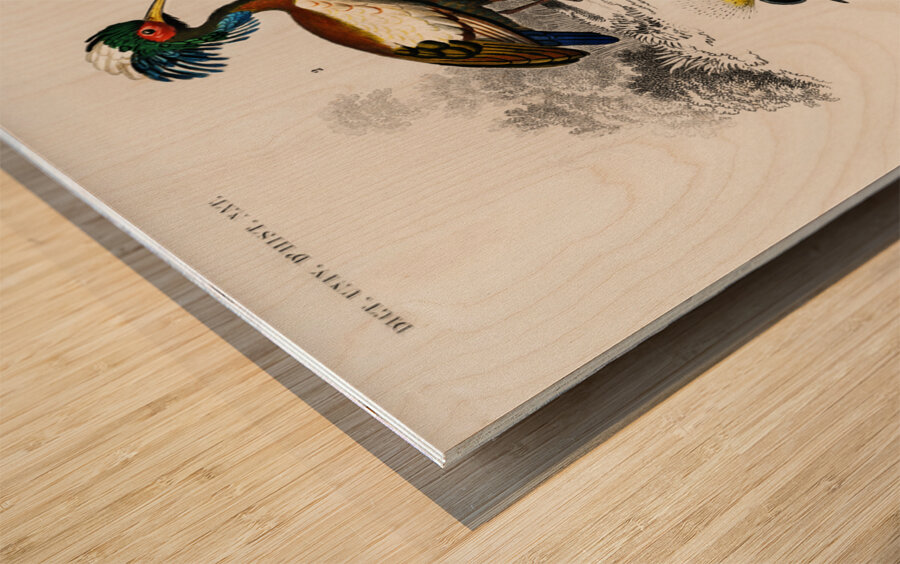 Different types of birds Wood print