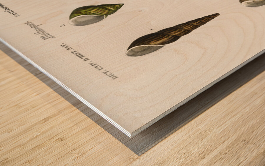 Different types of mollusks Wood print