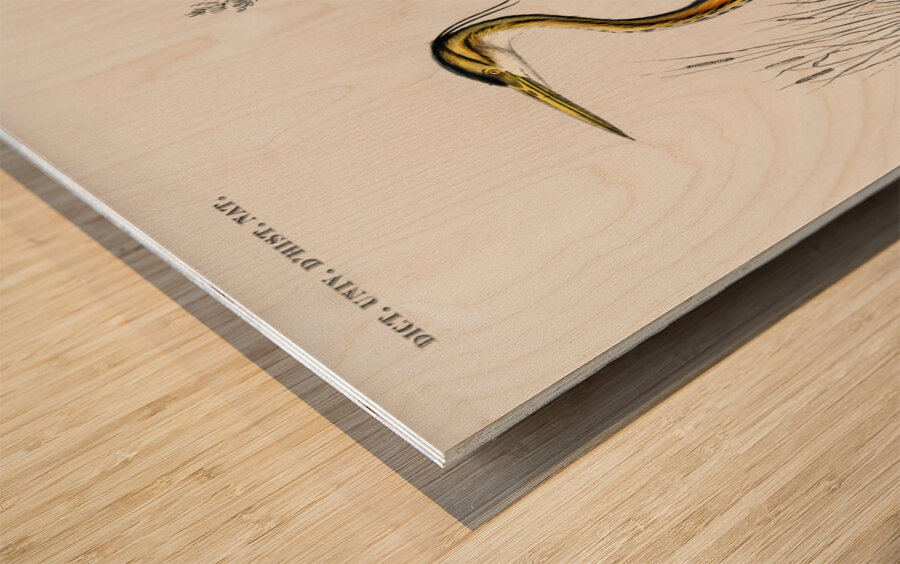 Purple heron Ardea purpurea Wood print