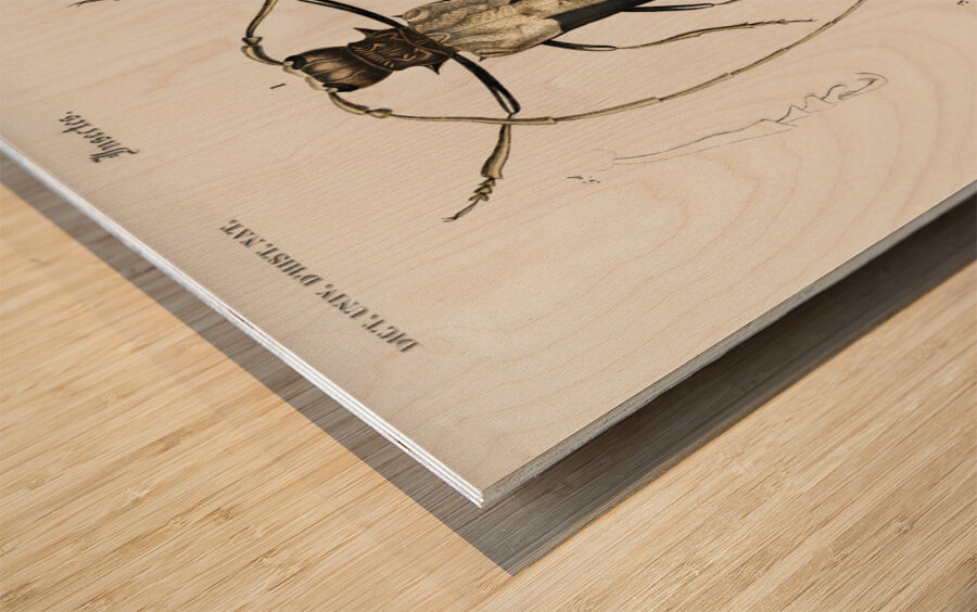 Different types of beetles Wood print