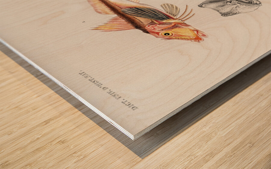 Different types of fishes Wood print