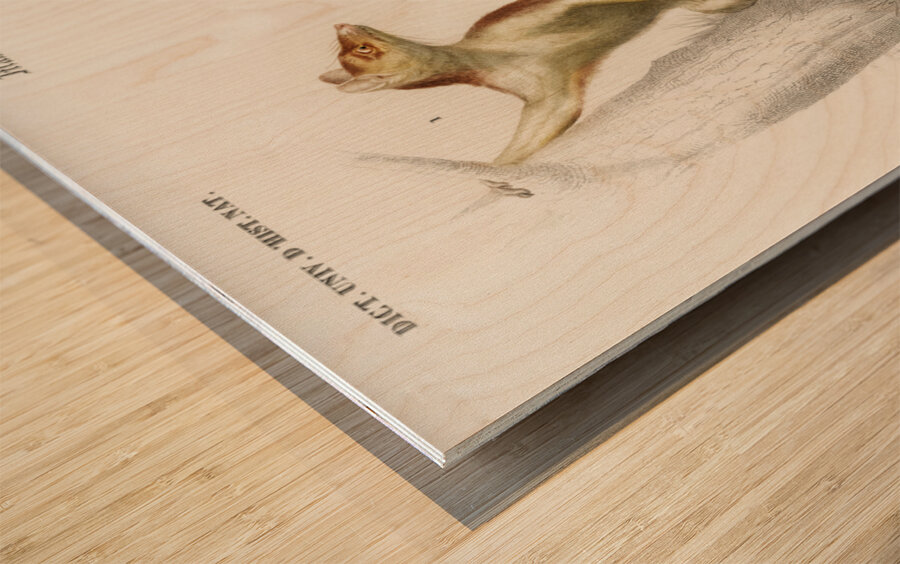 Opossum Didelphis and Opossum Didelphis Wood print