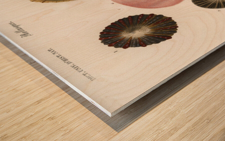 Different types of mollusks Wood print