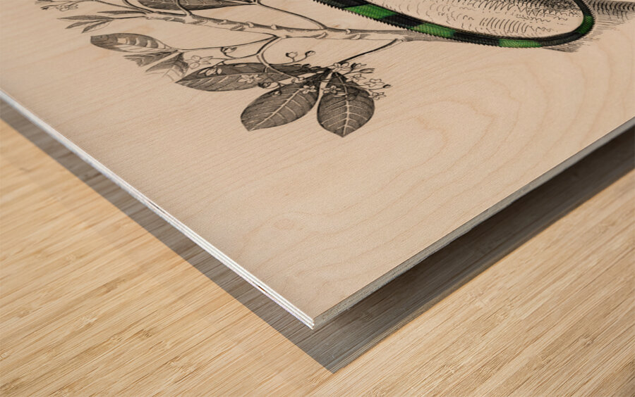 Different types of mollusks Wood print