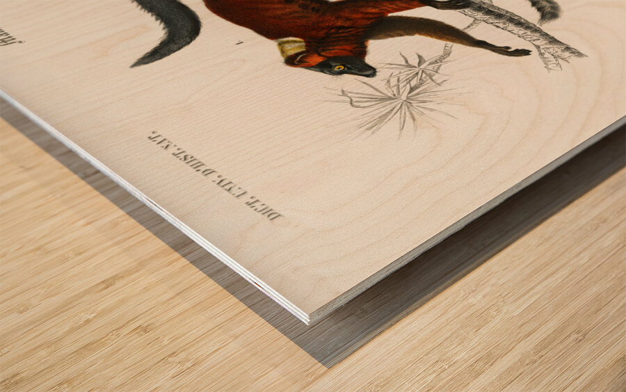 Lemur Wood print