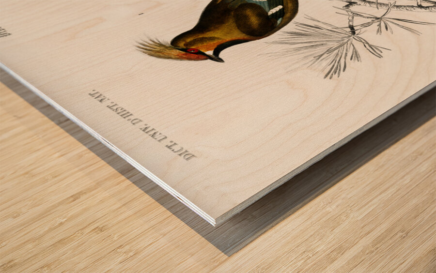 Different types of birds Wood print