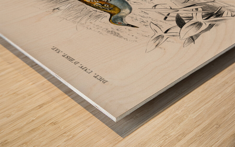 Different types of birds Wood print