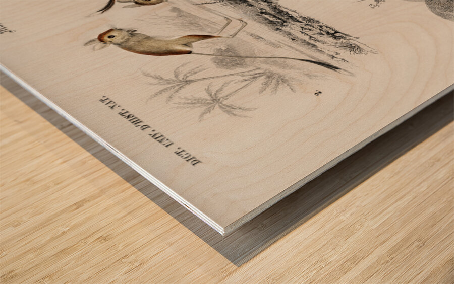 Beaver Castor and Jerboa Dipus Wood print