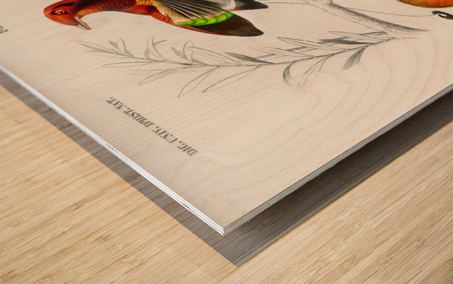 Different types of birds Wood print