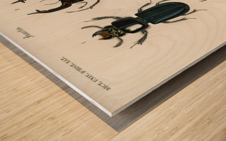 Different types of beetles Wood print
