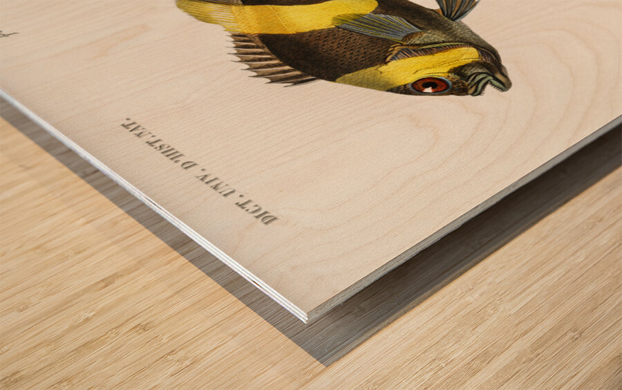 Different types of fishes Wood print