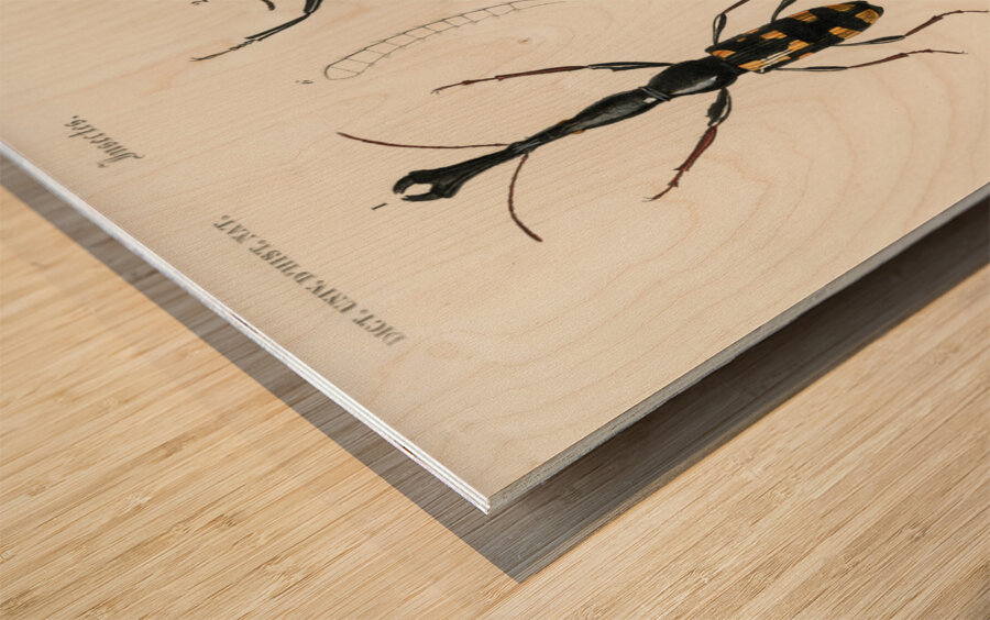 Different types of insects Wood print