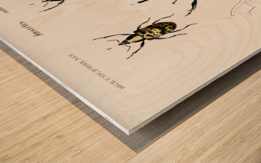 Different types of beetles Wood print