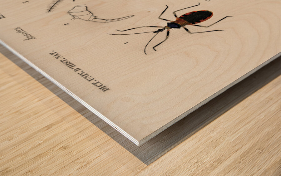 Different types of insects Wood print