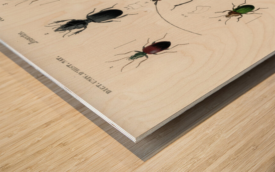 Different types of beetles Wood print
