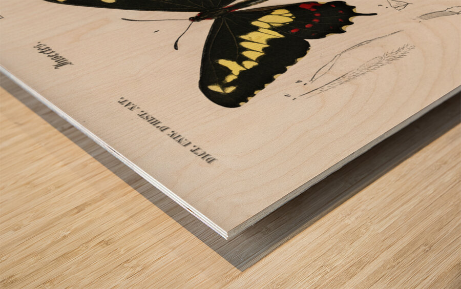 Different types of beetles Wood print