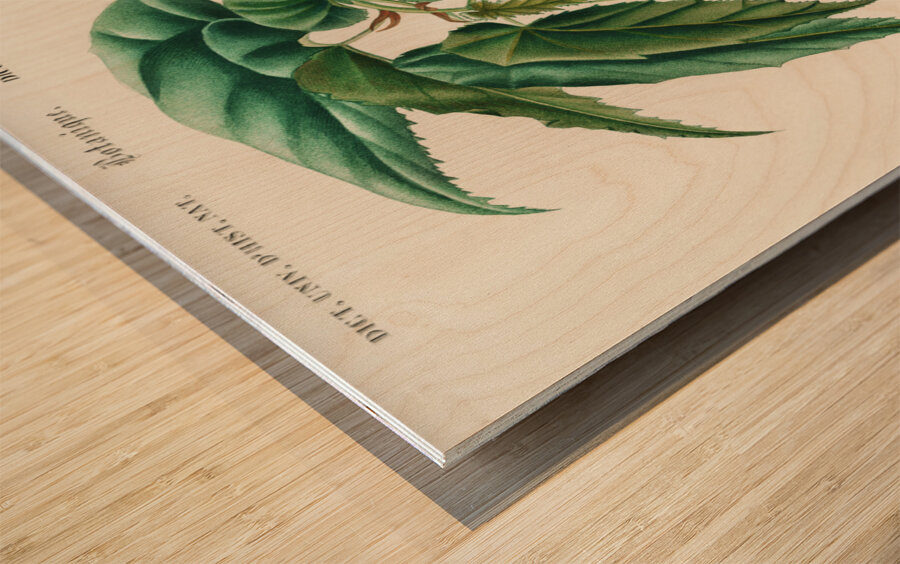 Begonia Begonia incarnata Impression sur bois