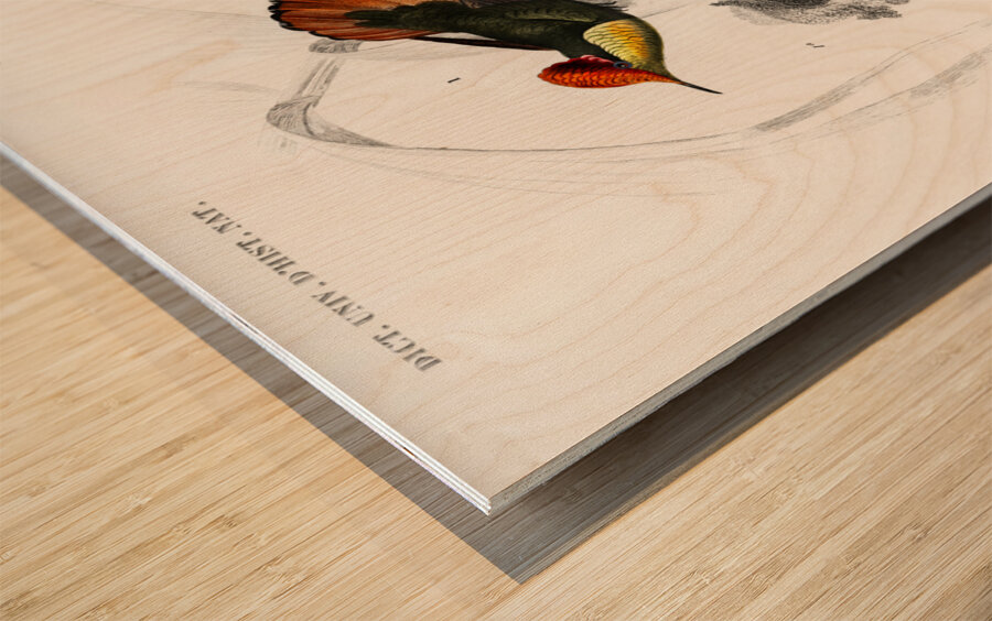 Different types of birds Wood print