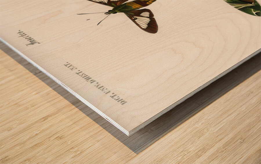 Different types of moths Wood print