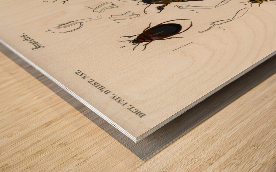 Different types of beetles Wood print
