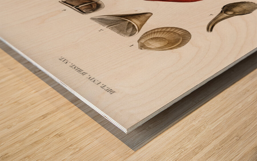 Different types of mollusks Wood print