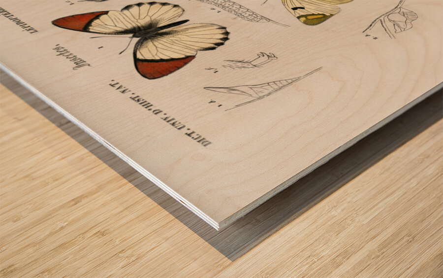 Different types of mollusks Wood print