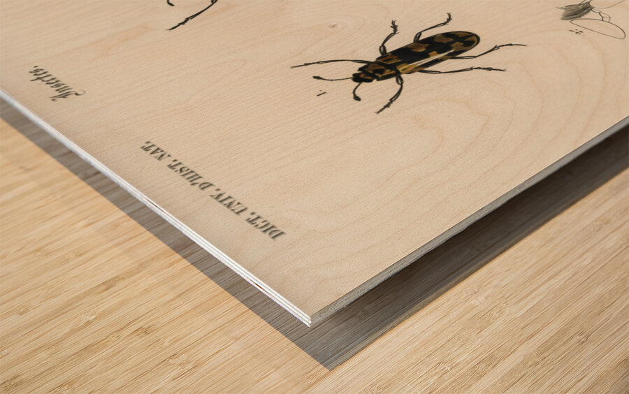 Different types of beetles Wood print