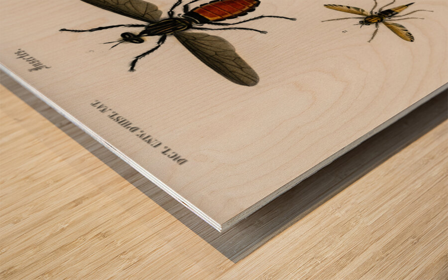 Different types of insects Wood print