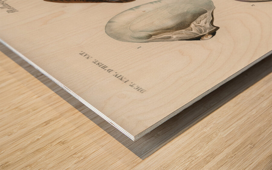 ictionnaire Universel D histoire Naturelle D Orbi 1694477462.2014 Wood print