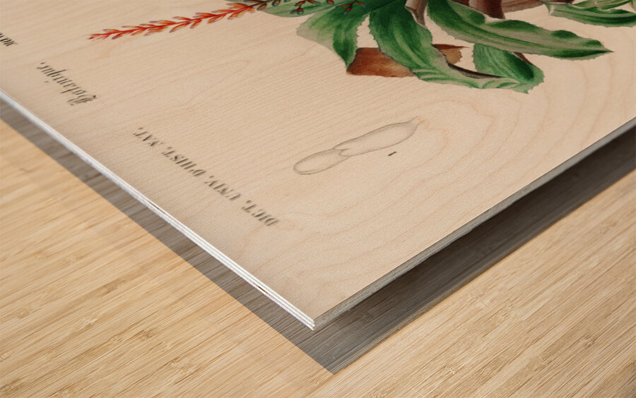 Bromeliad Aechmea discolor Wood print