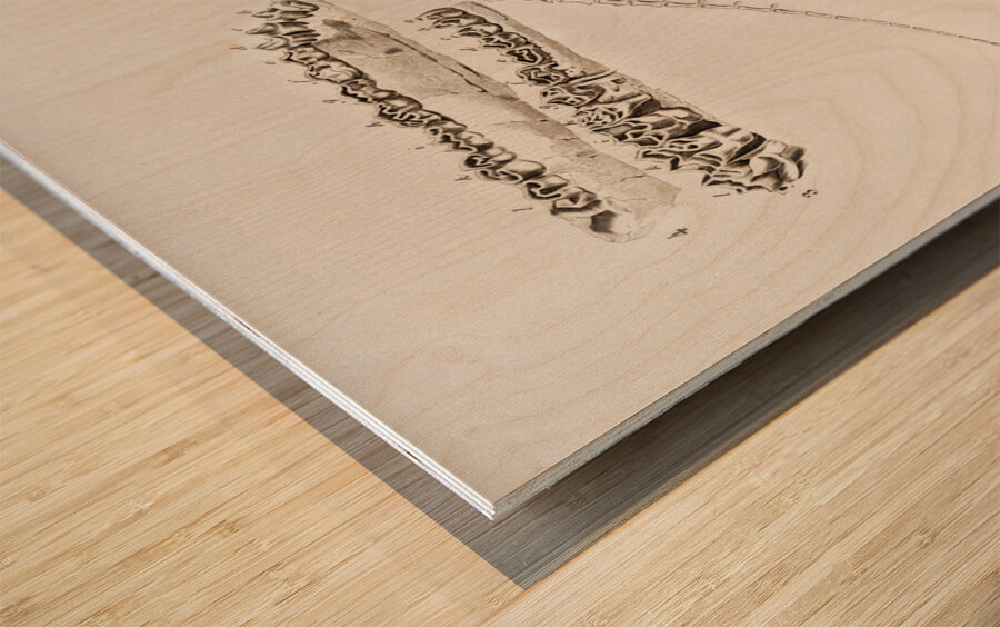 Ungulate Anoplotherium Wood print