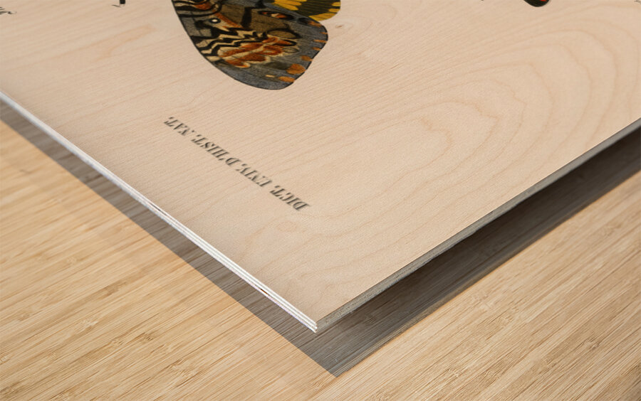 Collection of moths Wood print