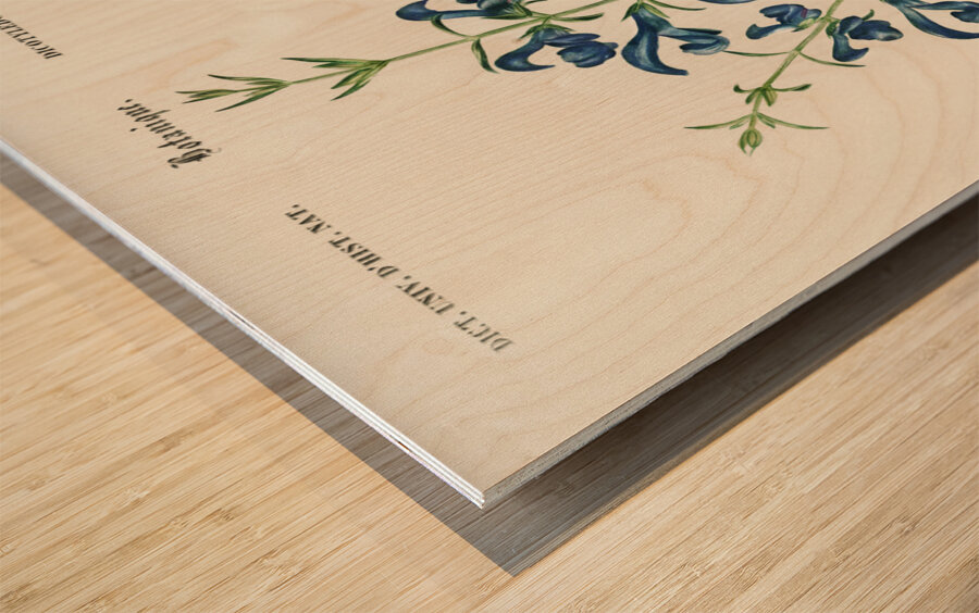 Collection of moths Wood print