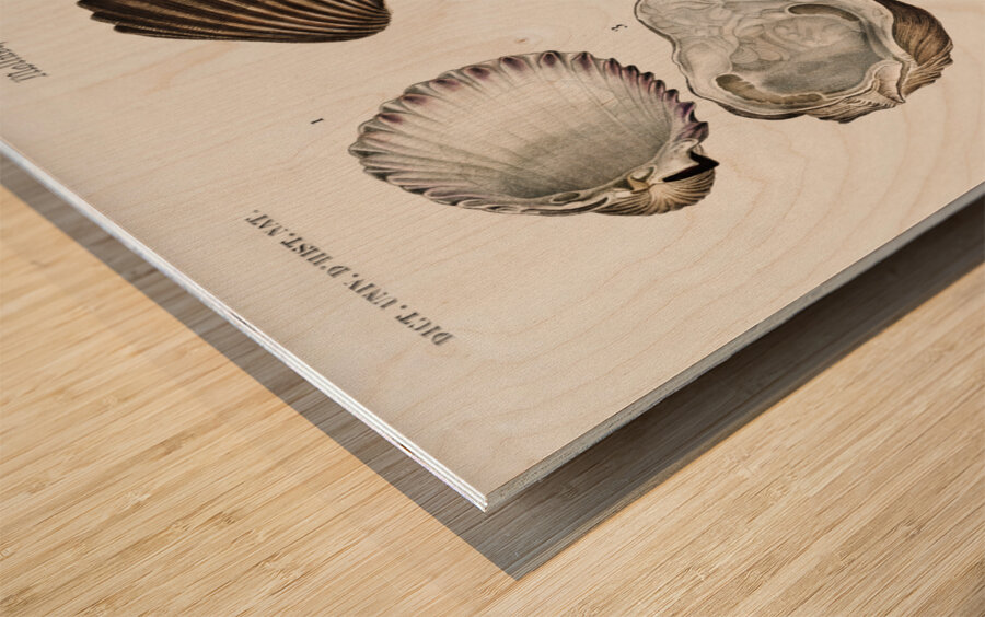 Different types of mollusks Wood print