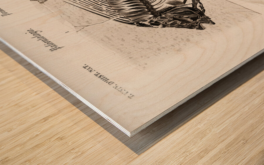 Ray-finned fish Acanthonemus and Semiophorus Wood print