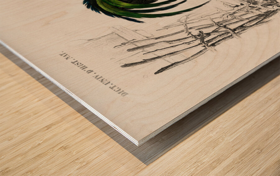 ictionnaire Universel D histoire Naturelle D Orbi 1694477606.4411 Wood print