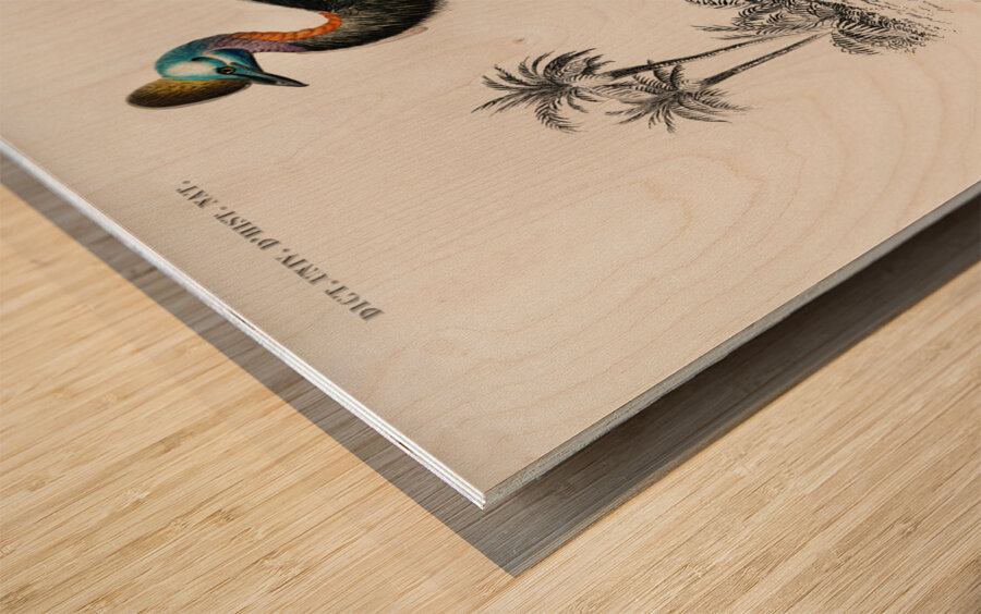 Casoar à casque bird Wood print
