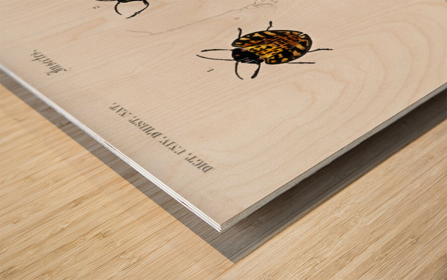 Different types of spiders Wood print