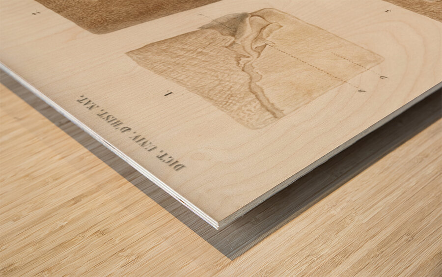 Human skin layers Wood print