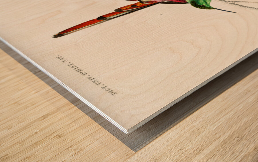 Different types of birds Wood print