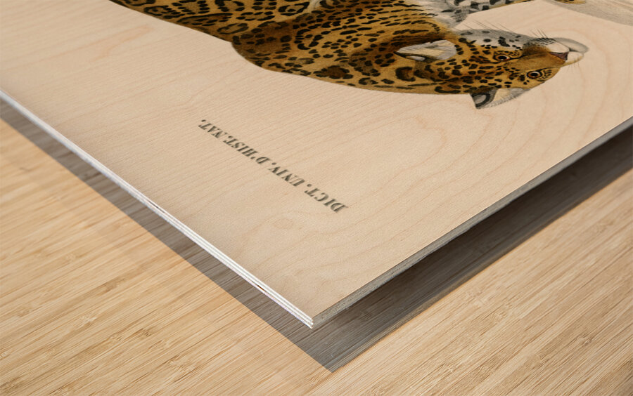 Jaguar Panthera Onca Wood print