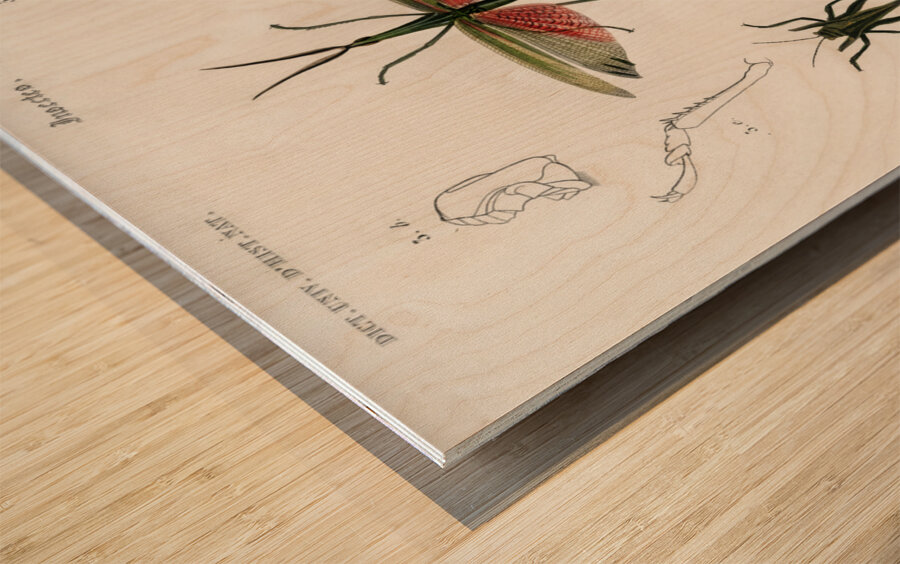 Different types of bugs Wood print
