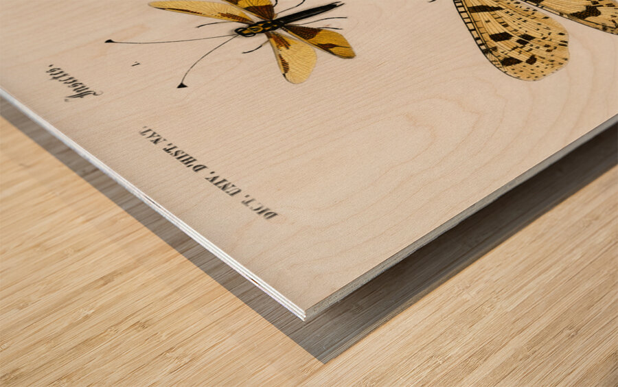 Collection of insects Wood print