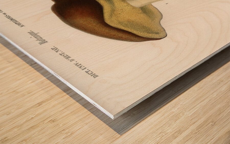 Mushroom Boletus circinans Wood print