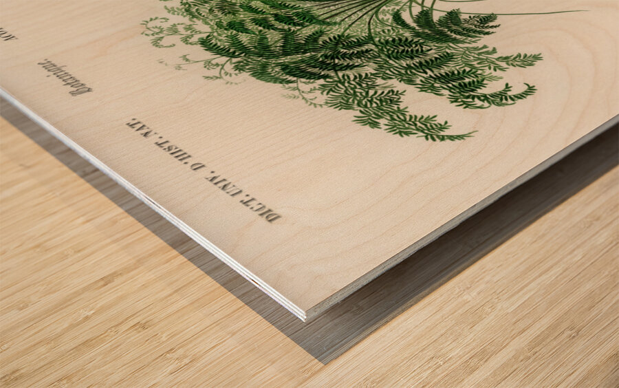 Trichipteris excelsa Wood print